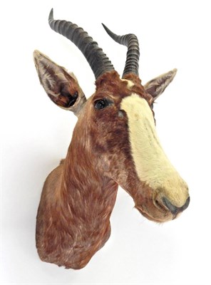 Lot 87 - Taxidermy: Blesbok (Damaliscus phillipsi), circa late 20th century, shoulder mount looking straight