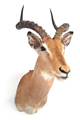 Lot 88 - Taxidermy: Common Impala (Aepyceros melampus), circa late 20th century, shoulder mount with...