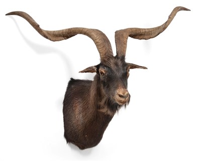 Lot 89 - Taxidermy: Majorcan Goat (Capra hircus var.Majorcan), circa late 20th century, shoulder mount...