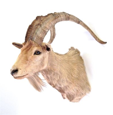 Lot 90 - Taxidermy: Wild Goat (Capra hircus), circa late 20th century, shoulder mount with head turning...