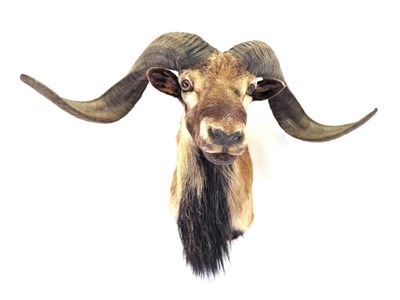 Lot 91 - Taxidermy: Corsican Sheep (Ovis aries), circa late 20th century, shoulder mount with head...