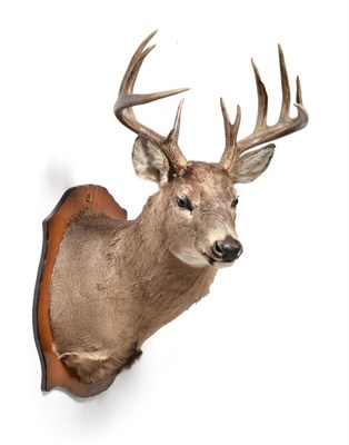 Lot 92 - Taxidermy: White-Tailed Deer (Odocoileus virginianus), circa late 20th century, large shoulder...