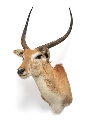 Lot 93 - Taxidermy: Red Lechwe (Kobus leche), circa 1970, shoulder mount looking straight ahead, widest span