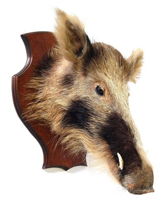 Lot 94 - Taxidermy: Indian Wild Boar (Sus scrofa cristatus), circa late 20th century, head mount looking...