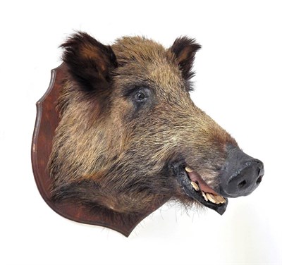 Lot 95 - Taxidermy: European Wild Boar (Sus scrofa), circa late 20th century, head mount looking...