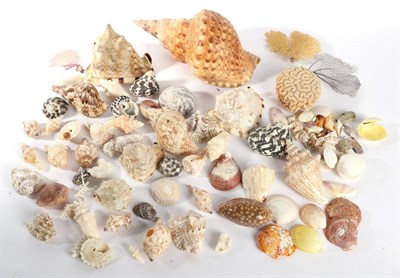 Lot 98 - Conchology: A Diverse Small Collection of Caribbean Sea Shells, to include - Large Triton...