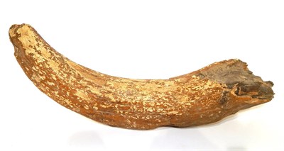 Lot 99 - Fossils: Partial Mammoth Tusk (Mammuthus primigenius), Pleistocene period- last ice age...