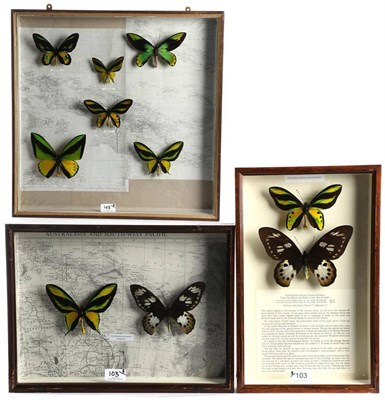 Lot 103 - Entomology: A Collection of Birdwing Butterflies, circa mid 20th century, a large framed case...