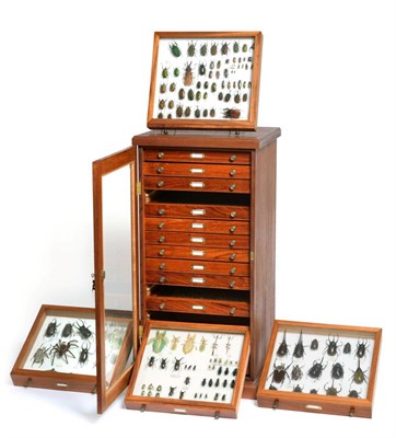 Lot 107 - Entomology: An Exceptional Collection of World Beetles Insects & Carabids, this diverse...