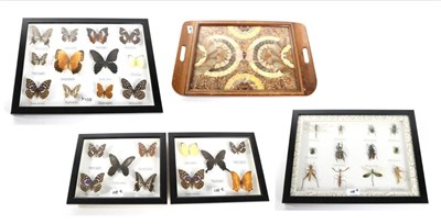 Lot 108 - Entomology: A Collection of Modern Asian Butterflies and Insects, four framed examples of Asian...