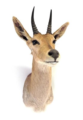 Lot 111 - Taxidermy: Mountain Reedbuck (Redunca fulvorufula), circa 2005, by Roy Hayes Taxidermy,...