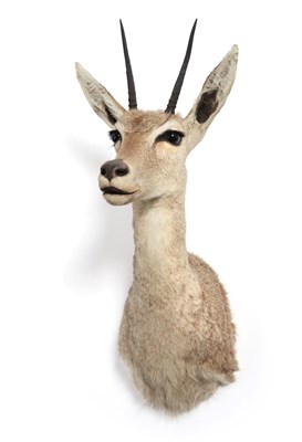 Lot 112 - Taxidermy: Vaal Rhebok (Pelea capreolus), circa 2005, by Roy Hayes Taxidermy, Tarkastad, South...