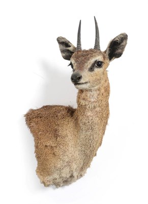 Lot 113 - Taxidermy: Maasai Klipspringer (Oreotragus schillingsi), circa 2008, shoulder mount with head...