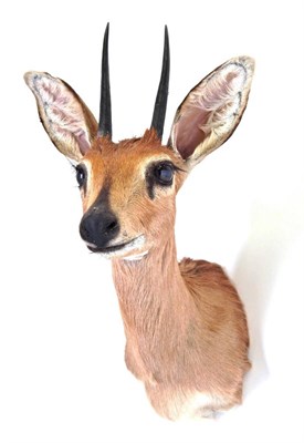 Lot 114 - Taxidermy: South African Steenbok (Raphicerus campestris campestris), circa April 2003, Rowland...