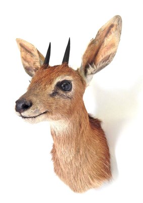 Lot 115 - Taxidermy: Cape Grysbok (Raphicerus melanotis), circa 2005, shoulder mount looking straight...