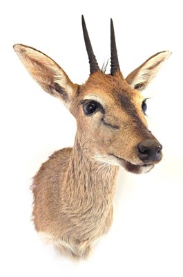 Lot 116 - Taxidermy: Southern Bush Duiker (Sylvicapra grimmia caffra), circa June 2004, Rowland Ward...