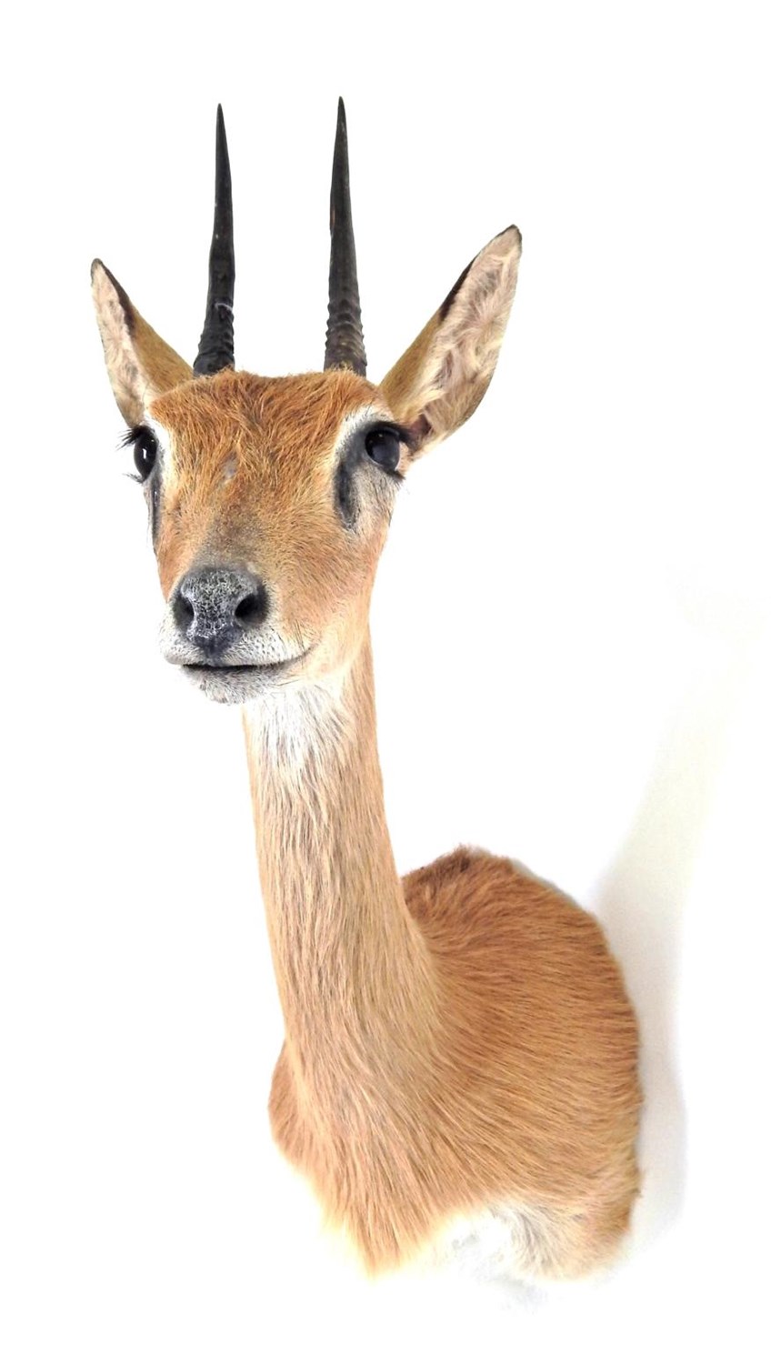 Lot 117 - Taxidermy: Southern Oribi (Ourebia ourebi), circa 2005, South Africa, shoulder mount with head...