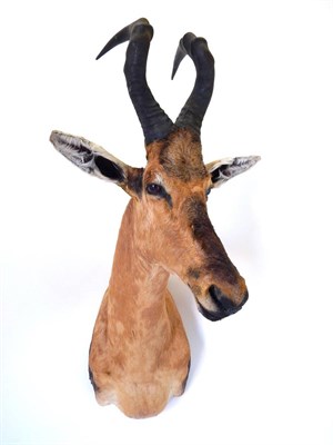 Lot 118 - Taxidermy: Red Hartebeest (Alcelaphus caama), modern, South Africa, shoulder mount with head...