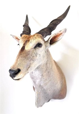 Lot 119 - Taxidermy: Cape Eland (Taurotragus oryx oryx), modern, South Africa, large shoulder mount...