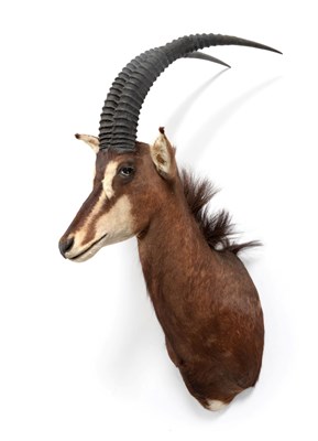 Lot 120 - Taxidermy: Southern Sable Antelope (Hippotragus niger niger), circa 2008, South Africa, high...