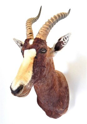 Lot 121 - Taxidermy: Blesbok (Damaliscus phillipsi), circa April 2003, Rowland Ward Record Class,...