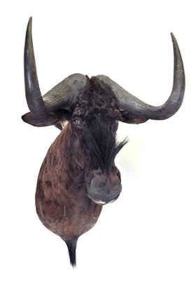 Lot 122 - Taxidermy: Black Wildebeest / White-Tailed Gnu (Connochaetes gnou), circa April 2003, Rowland...