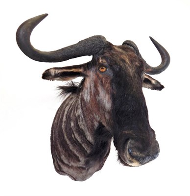 Lot 123 - Taxidermy: Blue Wildebeest (Connochaetes taurinus), modern high quality, South Africa, large...