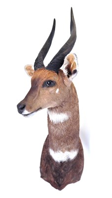 Lot 124 - Taxidermy: Cape Bushbuck (Tragelaphus sylvaticus), circa 2008, South Africa, high quality, shoulder