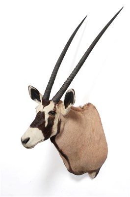 Lot 125 - Taxidermy: Kalahari Gemsbok Oryx (Oryx gazella gazella), circa 2009, South Africa, high...