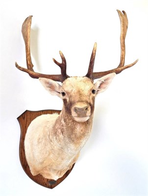 Lot 127 - Taxidermy: Fallow Deer (Dama dama), circa 05th Nov 2001, Cumloden Estate, Scotland, by Taxidermist