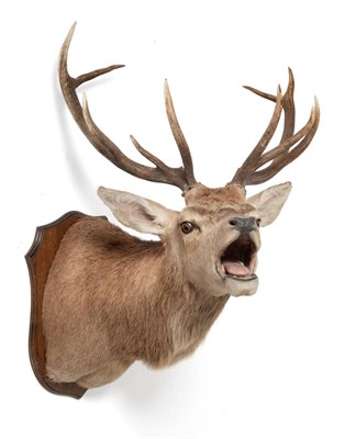 Lot 128 - Taxidermy: European Red Deer (Cervus elaphus), circa early 21st century, a very high quality...