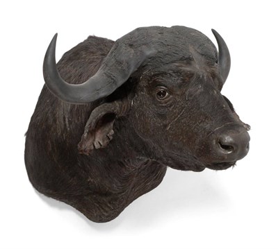 Lot 129 - Taxidermy: Cape Buffalo (Syncerus caffer), circa early 21st century, a high quality shoulder...