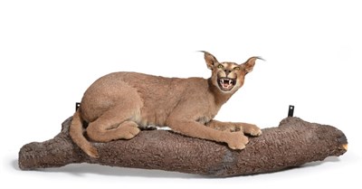 Lot 130 - Taxidermy: African Caracal (Caracal caracal), circa 2005, by Roy Hayes Taxidermy, Tarkastad,...