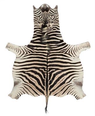 Lot 131 - Taxidermy: Burchells Zebra Skin (Equus quagga), circa early 21st century, a high quality...