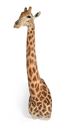 Lot 132 - Taxidermy: South African Giraffe (Giraffa camelopardalis), circa early 21st century, a large...