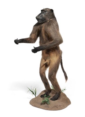 Lot 133 - Taxidermy: Chacma Baboon (Papio ursinus), circa 19/04/2007, Tyrtyaba Game Reserve, South...