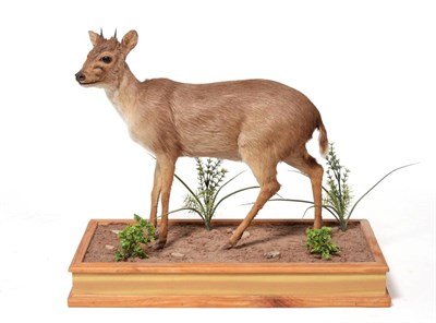 Lot 134 - Taxidermy: Cape Blue Duiker (Philantomba monticola), circa 2005, by Roy Hayes Taxidermy, Tarkastad