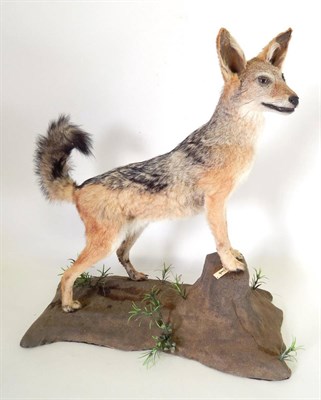 Lot 135 - Taxidermy: Black-backed Jackal (Canis mesomelas), circa 2007, by Wild Africa Taxidermy,...