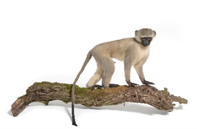 Lot 136 - Taxidermy: Vervet Monkey (Chlorocebus pygerythrus), circa 2007, Tyrtyaba Game Reserve, Eastern...