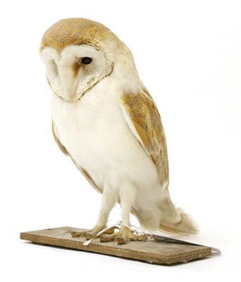 Lot 137 - Taxidermy: Barn Owl (Tyto alba), circa 2001, full mount female stood upon a small plank,...