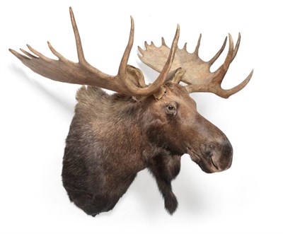 Lot 138 - Taxidermy: Alaskan Moose (Alces alces), circa early 21st century, large impressive bull...