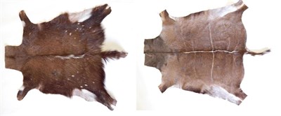 Lot 139 - Taxidermy: African Game Trophy Skins, circa early 21st century, six various game trophy skins...