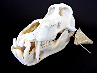 Lot 140 - Skulls/Anatomy: Chacma Baboon Skull (Papio ursinus), circa 19/04/2007, Tyrtyaba Game Reserve, South