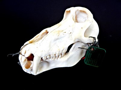 Lot 141 - Skulls/Anatomy: Chacma Baboon (Papio ursinus), circa 26/11/2007, Zimbabwe, complete bleached...