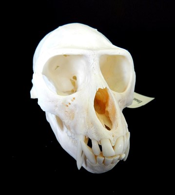 Lot 142 - Skulls/Anatomy: Vervet Monkey (Chlorocebus pygerythrus), circa 2007, Tyrtyaba Game Reserve, Eastern