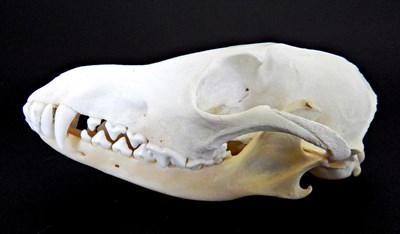 Lot 143 - Skulls/Anatomy: Black-Backed Jackal (Canis mesomelas), circa 2007, by Wild Africa Taxidermy,...