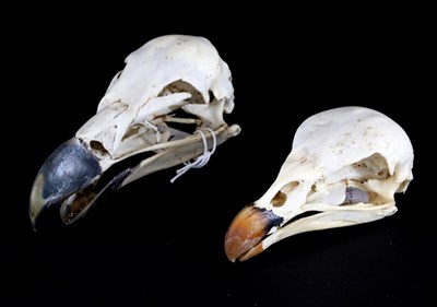 Lot 144 - Skulls/Anatomy: King Vulture (Sarcoramphus papa), Griffon Vulture (Gyps fulvus), two complete...