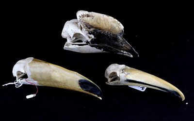 Lot 145 - Skulls/Anatomy: Toco Toucan (Ramphastos toco), Silvery Cheeked Hornbill  (Bycanistes brevis),...