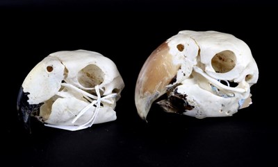 Lot 146 - Skulls/Anatomy: Red-and-Green Macaw (Ara chloropterus), Blue-and-Yellow Macaw (Ara ararauna),...