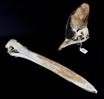 Lot 147 - Skulls/Anatomy: African White Pelican (Pelecanus erythrorhynchos), Double Wattled Cassowary...